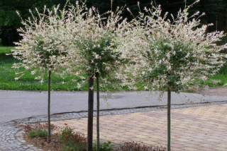 Sadenice vŕby žltej v 2-3 litrovej nádobe, 110-130 cm